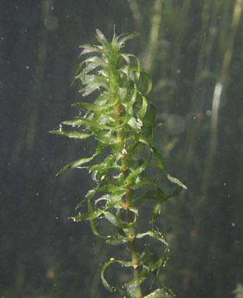Elodea nuttallii